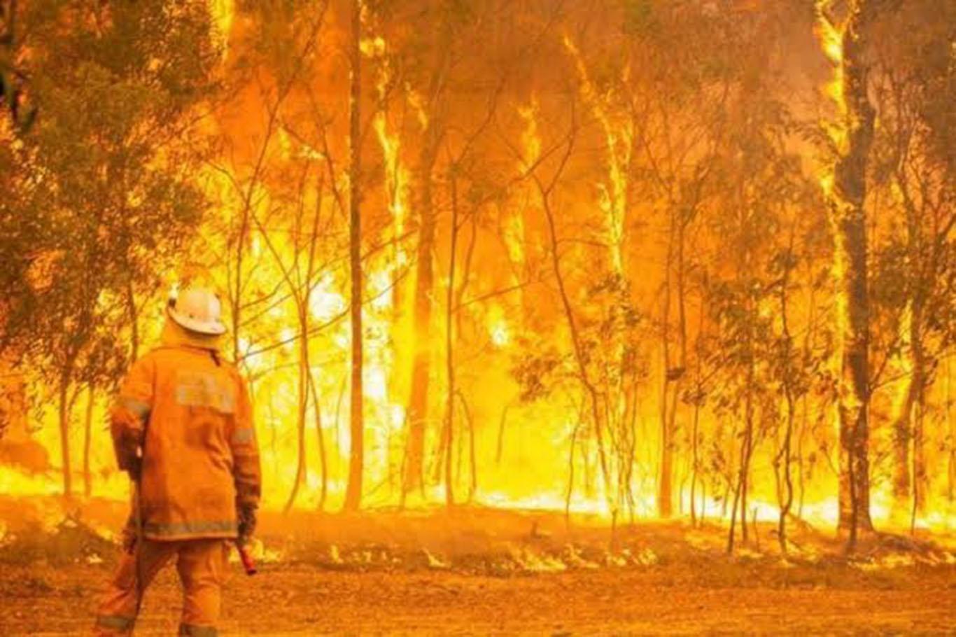 آتش سوزی جنگل در استرالیا متوقف نمی شود